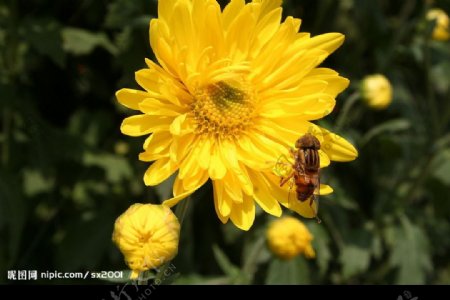 蜜蜂与菊图片