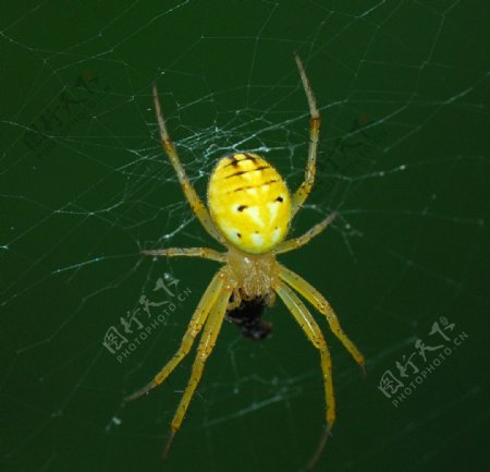 进餐的绿蜘蛛图片