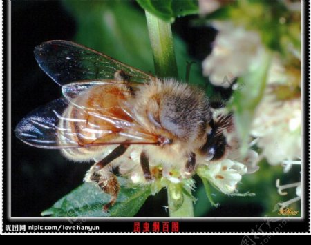 蜜蜂采蜜蜜蜂传粉图片