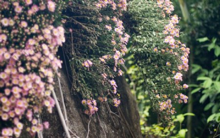 石崖上的野菊花图片