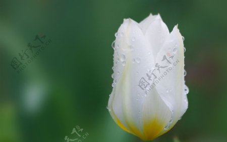 水珠白色郁金香图片