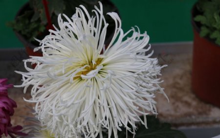 大白菊花图片