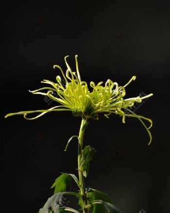 绿菊花图片