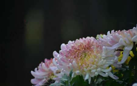 杂色菊花图片
