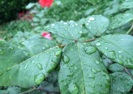 雨中的绿叶图片