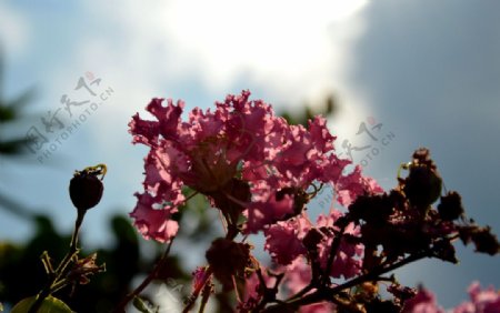 紫薇花图片