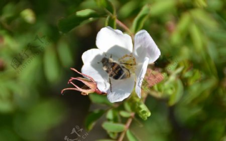 龙门石寨鲜花蜜蜂图片