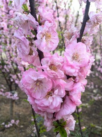 榆叶梅梅花图片