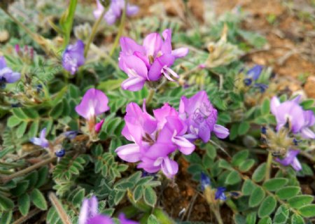 紫色野花图片