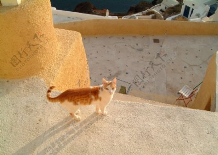 希臘的貓图片