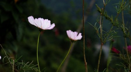 格桑花图片