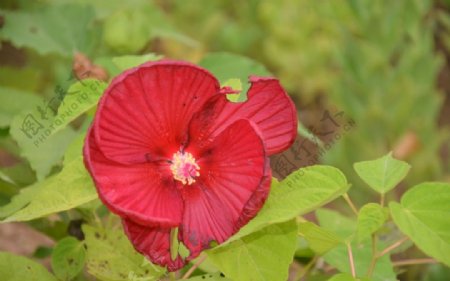 芙蓉葵图片