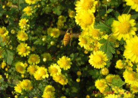 野菊飞蜂图片