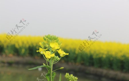 泰州兴化千亩垛田油菜花图片