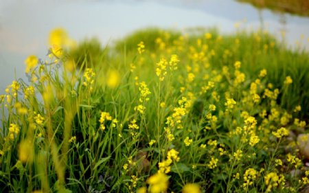 油菜花开图片