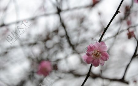 红梅花开图片