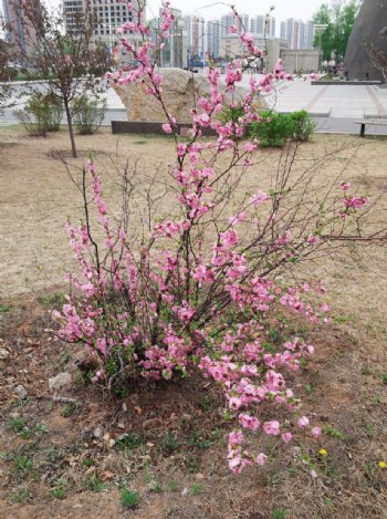 春天满枝的粉色桃花图片