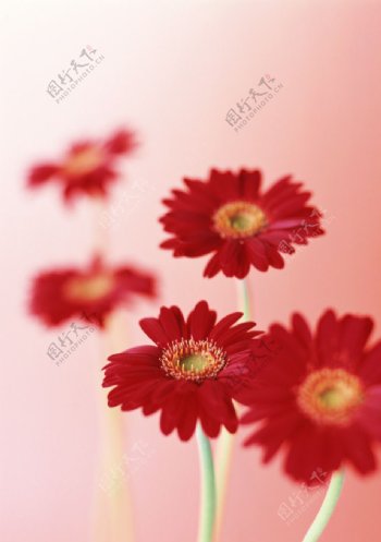 红阳花图片