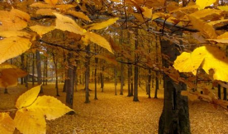 秋天公园的树木秋天图片