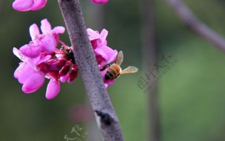 紫荆花摄影图片