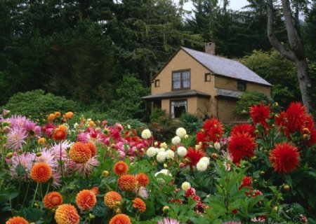 小屋花园图片