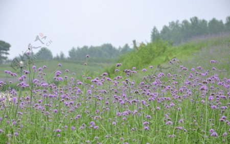 紫色马鞭草紫顶图片
