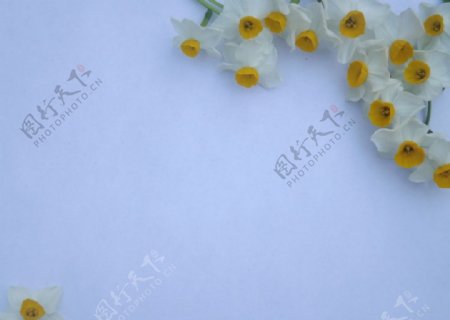 水仙花纸张图图片