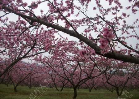 三月盛开的桃花图片