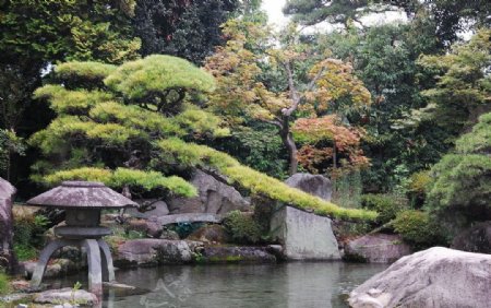 日本松树图片