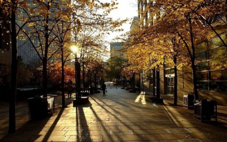 多伦多的秋天街景图片