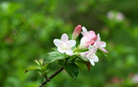 锦带花图片