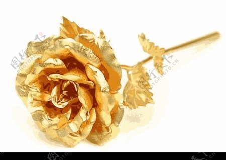 黄金玫瑰图片