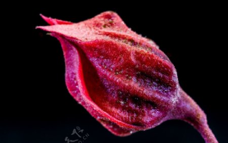 红色花苞图片