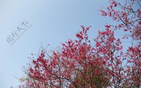 永福樱花图片