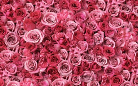 粉玫瑰粉色玫瑰墙图片