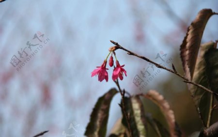 永福樱花图片