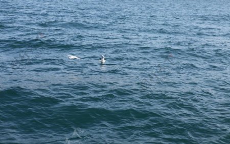 海鸥戏水图片