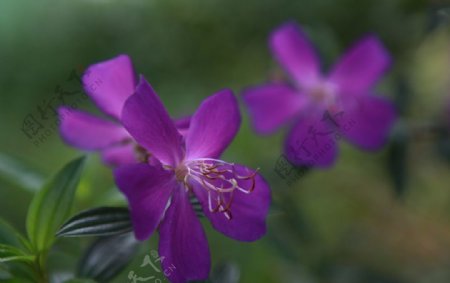 紫色山花图片