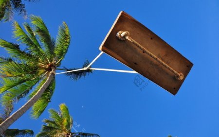 蘇美島椰子樹鞦韆图片