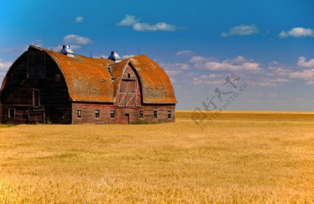 丹麦农场的麦田和风光图片