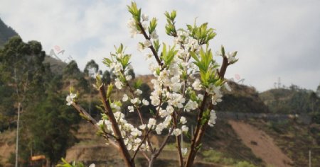 李花图片