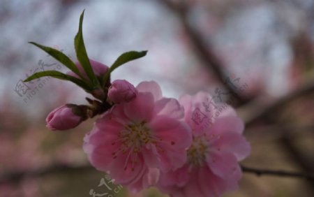 桃花图片