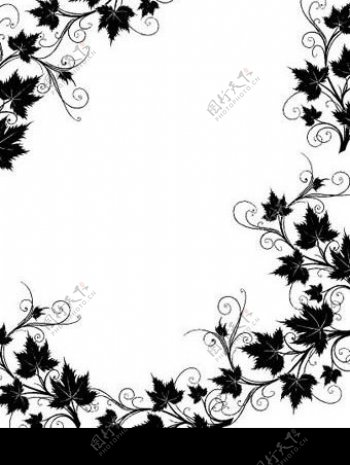 黑白藤类植物花边边框图片