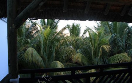 毛里求斯路易港旅游度假村景色图片
