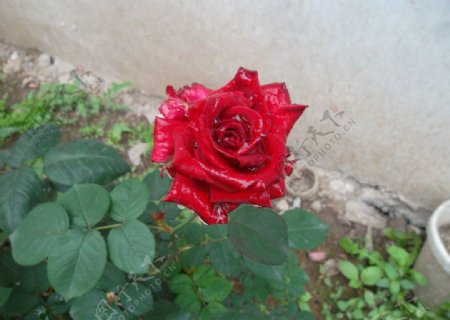 玫瑰花静物花卉图片