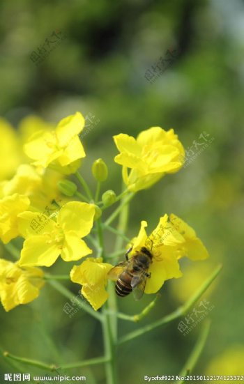 油菜花上的蜜蜂图片