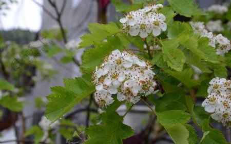 白色花朵图片