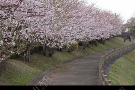 繁花似锦的日本樱花图片