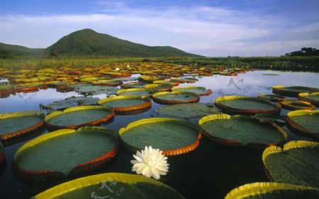 巴西睡莲湖图片