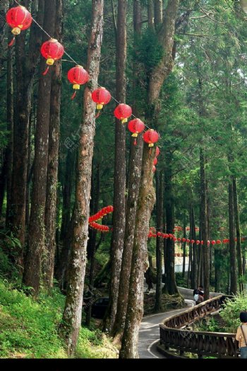 台灣嘉義縣阿里山森林步道图片